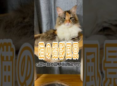 《メインクーン》猫のモデルの撮影ってどんな感じで撮るんだろう？🐾