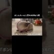 ボンレスハムと言われ拗ねる猫 #猫 #cat #しゃむねこ #シャム猫 #ねこ #猫のいる暮らし