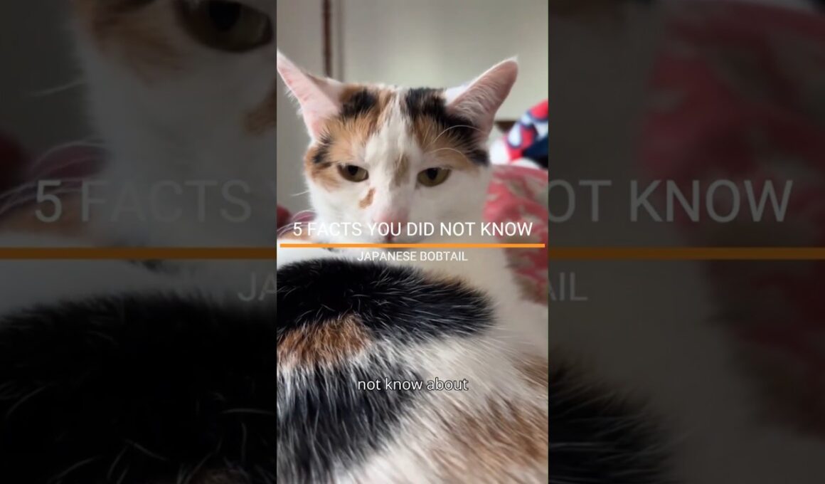 FACTS YOU DID NOT KNOW ABOUT THE JAPANESE BOBTAIL.  #japanesebobtail #catfacts #catlove #petfacts