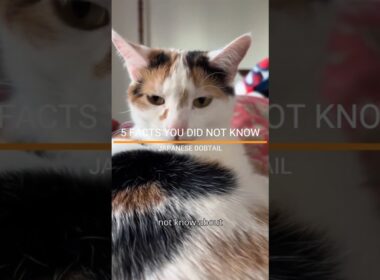 FACTS YOU DID NOT KNOW ABOUT THE JAPANESE BOBTAIL.  #japanesebobtail #catfacts #catlove #petfacts