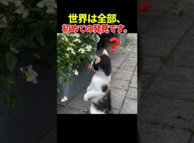 今日も世界を勉強中。#猫あるある #子猫の好奇心 #shorts