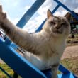 姫島　公園で出会った人懐っこいシャムミックス猫が「いっしょに遊んで！」と擦り寄ってきた