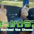 バーマン猫ガブとラフ【追っかけラフ】Raphael the Chaser（バーマン猫）Birman/Cat