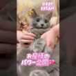 可愛い織姫猫が願いを叶えます❤️ #猫 #ロシアンブルー #catshorts #shorts