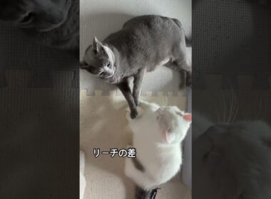 ロシアブルー | 長足対短足 | Russian Blue cat