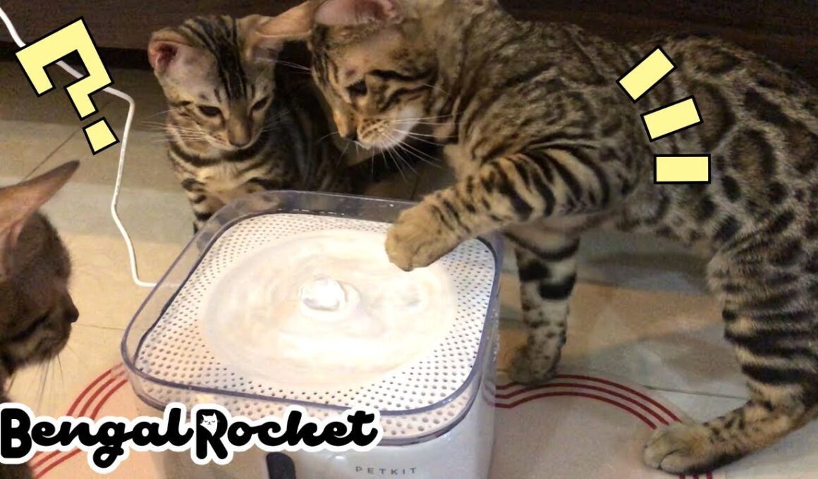 噴水みたいな給水器を初体験‼︎ベンガル猫達の反応ww【ベンガルロケット】