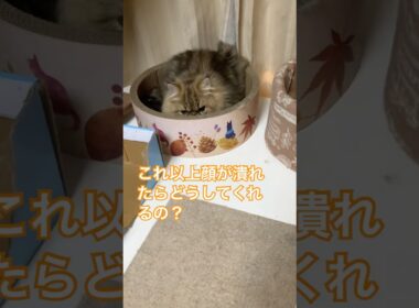 【うりの戦い】マタタビなんかに負けない！　#ねこ #cat #ペルシャ #persian #マタタビ