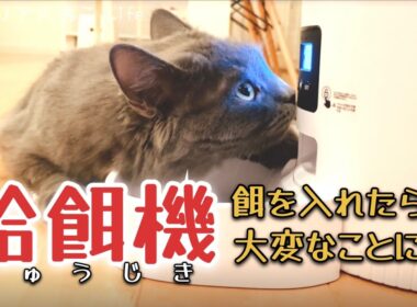 【サイベリアン子猫】給餌機を導入！準備ができた猫の反応はこちら