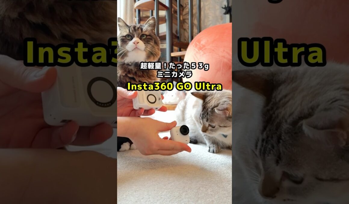これまで撮れなかった猫たちの可愛い瞬間も撮れた！ミニカメラ🐱📷　#shorts #youtubeショッピング