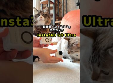 これまで撮れなかった猫たちの可愛い瞬間も撮れた！ミニカメラ🐱📷　#shorts #youtubeショッピング
