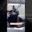 日向ぼっこ🌴黒猫ボンベイ　#cat #ねこ #ねこのいる暮らし #ねこのいる生活 #ねこ動画 #猫 #猫好きさんと繋がりたい #かわいい #癒やし #甘えん坊