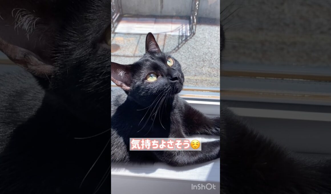 日向ぼっこ🌴黒猫ボンベイ　#cat #ねこ #ねこのいる暮らし #ねこのいる生活 #ねこ動画 #猫 #猫好きさんと繋がりたい #かわいい #癒やし #甘えん坊