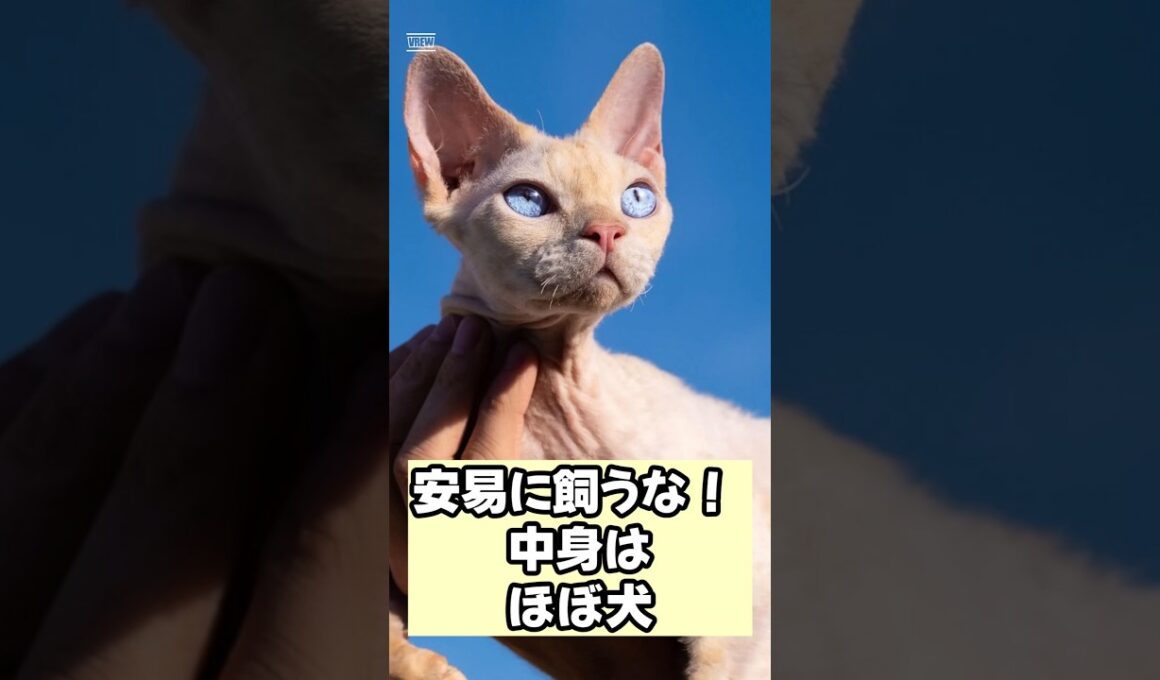 【衝撃】デボンレックスを絶対に安易にお迎えしてはいけない理由… #shorts #猫 #デボンレックス