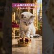 【実は元〇〇】シャム猫の名前の由来がヤバすぎる…！どおりで我が家の猫が王様（女王様）なわけだ。みんなの愛猫はお家で一番偉い？それとも下僕？笑 #猫の雑学 #シャム猫 #ショート動画 #猫動画