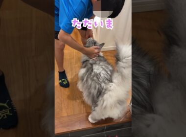 夜遅く帰ってきた少年を玄関で出迎えてくれた大型猫#shorts