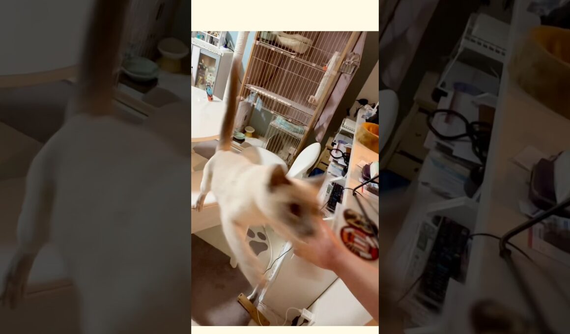 抱っこにきたのに、すぐ降りちゃう甘えん坊猫🥹🐾