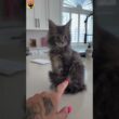 Top 5 Cutest Cat Breeds in The World