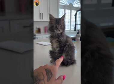 Top 5 Cutest Cat Breeds in The World