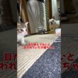 目が見えてないと思われていた子猫ちゃん