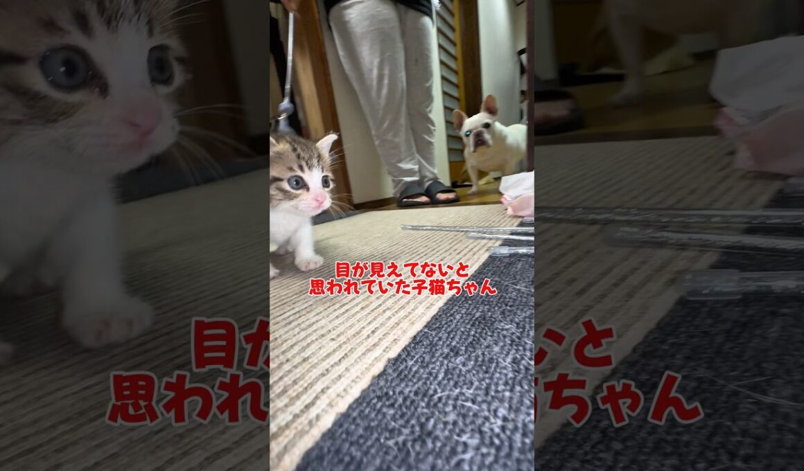 目が見えてないと思われていた子猫ちゃん