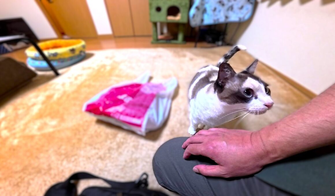 土産買って帰宅すると何度もお礼をしてくれるシャム系茶白猫🛍