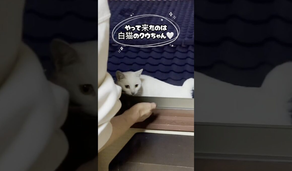 二階の窓で見つけた迷子の子猫ちゃんを親猫の元へ帰してあげました！ #shorts  #子ネコ #ねこ #三毛猫家族 #三毛猫 #ネコ #白猫 #保護猫 #cat #猫のいる暮らし