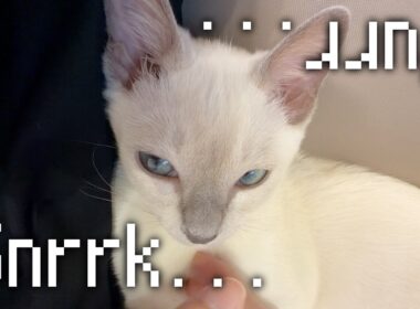【ｸﾞｸｸﾞｩ】寝落ちしたと思ったら、変な声が出ちゃった猫