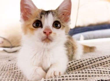 病気の子猫をかばうように遊ぶ姉妹子猫が優しすぎました