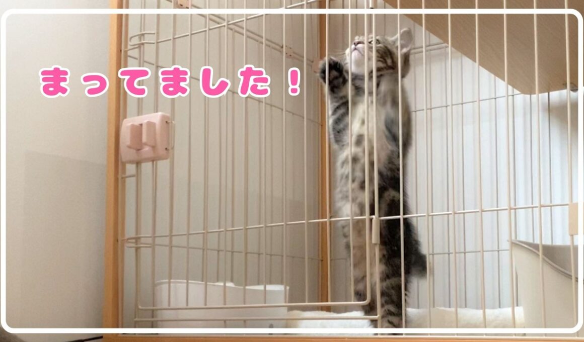ごはんが大好き過ぎるチビ。【アメショ】#猫