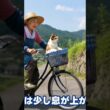 かごを降りて、一緒に歩く。#おばあちゃん猫#子猫#愛をありがとう