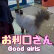 バーマン猫ウリとガブとラフ【お利口さん】Good girls（バーマン猫）Birman/Cat