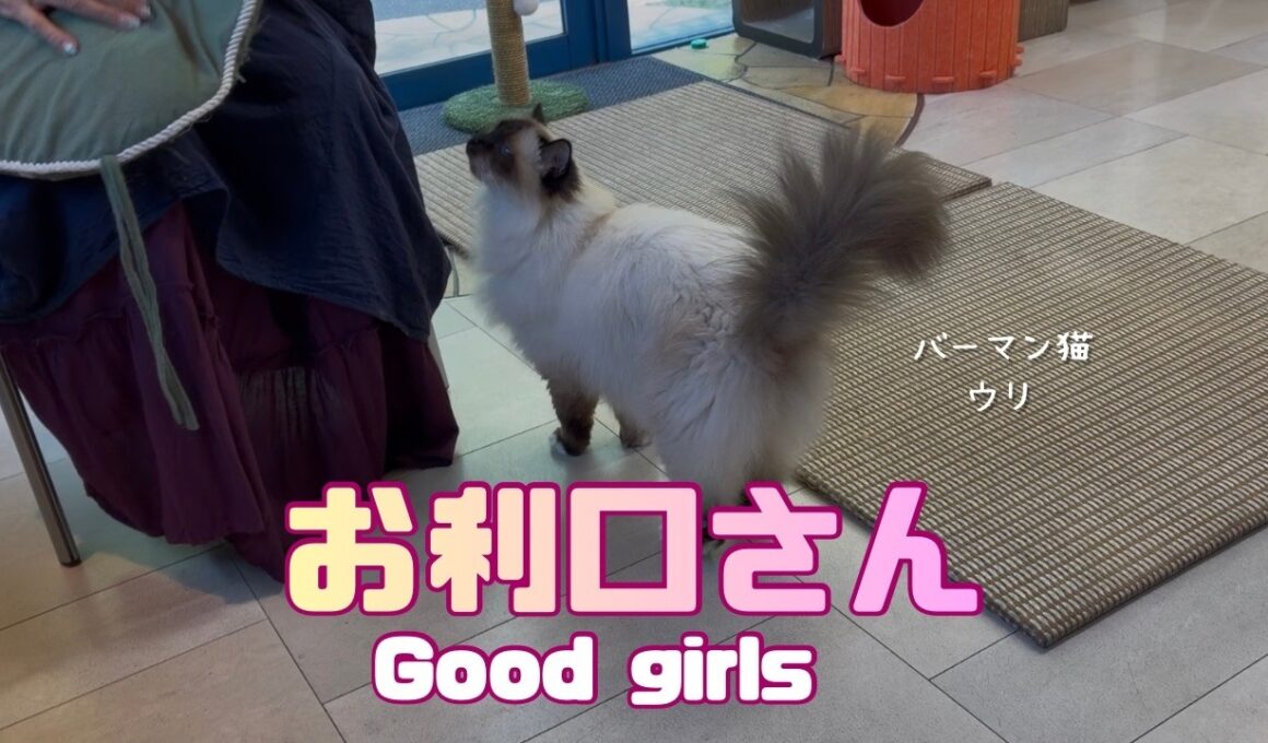 バーマン猫ウリとガブとラフ【お利口さん】Good girls（バーマン猫）Birman/Cat