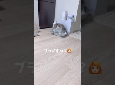 ブラッシングが大好きな猫🐱 #ノルウェージャンフォレストキャット #大型猫 #猫のいる暮らし #おしゃべり猫