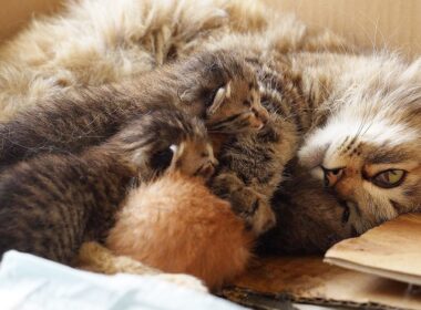 【サイベリアン？】捨てられたブランド母猫と子猫たち 生後７日目ってどんな様子？@NekoTakaD 猫たかD