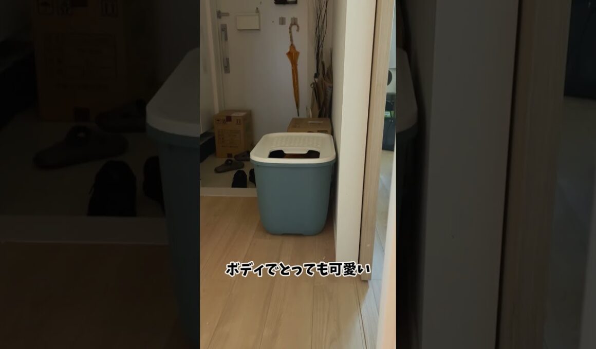 こんなに可愛いのに、猫にも欠点はある#shorts