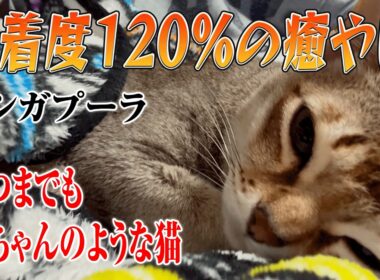 【シンガプーラ】世界最小の猫が、お膝の上で顎をのせて「溶けて」しまいました…ｗ 密着度120%の癒やし動画【近すぎ注意】