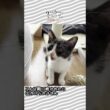 帰りを待ってくれている子猫たち  #子猫 #ねこ #保護猫  #猫のいる暮らし #猫