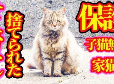 【サイベリアンが野良猫】保護翌日に子猫出産 母猫サイベリアンがまさかの行動へ・・・