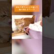 初めて赤ちゃんと対面した猫の反応【プリン】#猫と赤ちゃん
