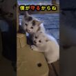 動けない子を、守り続けた子猫。捨てられた2匹の絆に涙