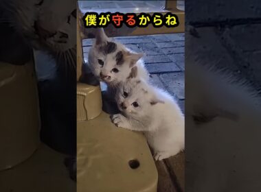 動けない子を、守り続けた子猫。捨てられた2匹の絆に涙