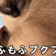 【猫動画】もふもふプクプクしてるシャム猫が可愛すぎる