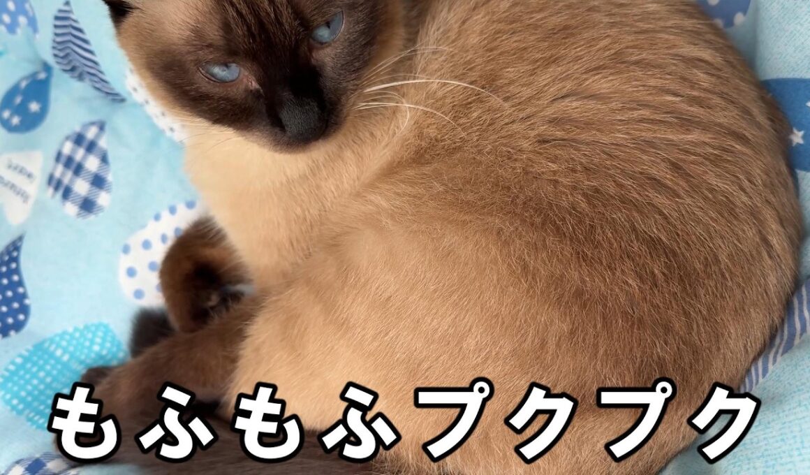【猫動画】もふもふプクプクしてるシャム猫が可愛すぎる