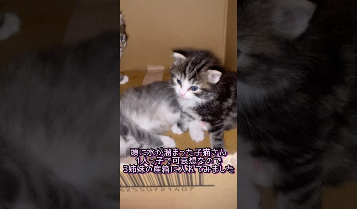 同居してもらうことにしました#ノルウェージャンフォレストキャット #norwegianforestcat