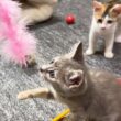 病気の子猫がまた一歩前進！後ろでは姉妹子猫も大喜びの大はしゃぎ