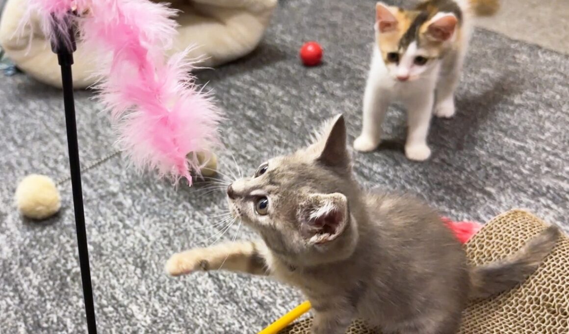 病気の子猫がまた一歩前進！後ろでは姉妹子猫も大喜びの大はしゃぎ