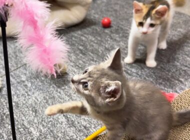 病気の子猫がまた一歩前進！後ろでは姉妹子猫も大喜びの大はしゃぎ