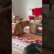 猫たちと小さな箱／誰が入れるのか？