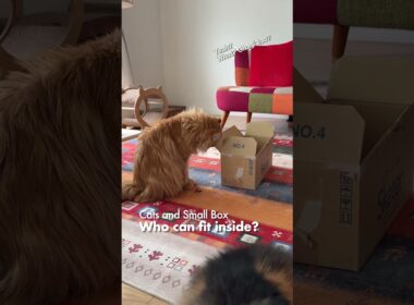 猫たちと小さな箱／誰が入れるのか？