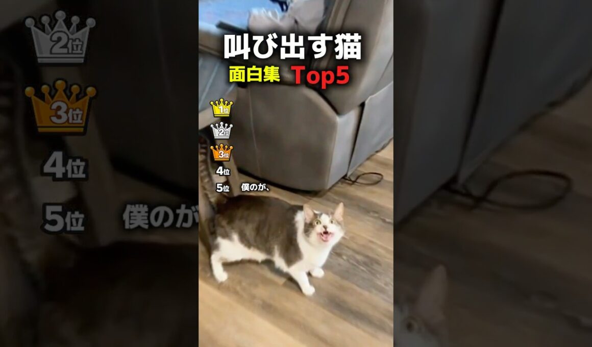 叫び出す猫TOP5